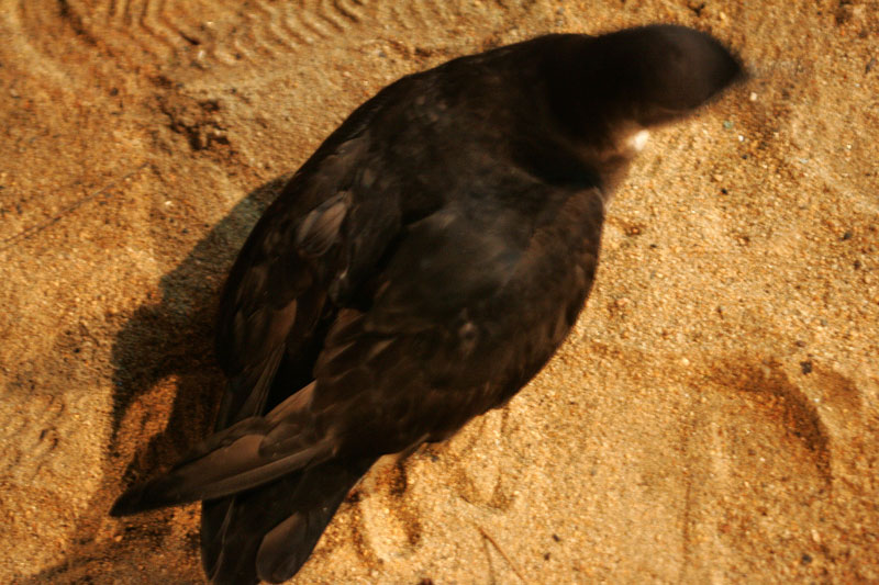 セグロミズナギドリ Puffinus lherminieri_f0161823_1624470.jpg