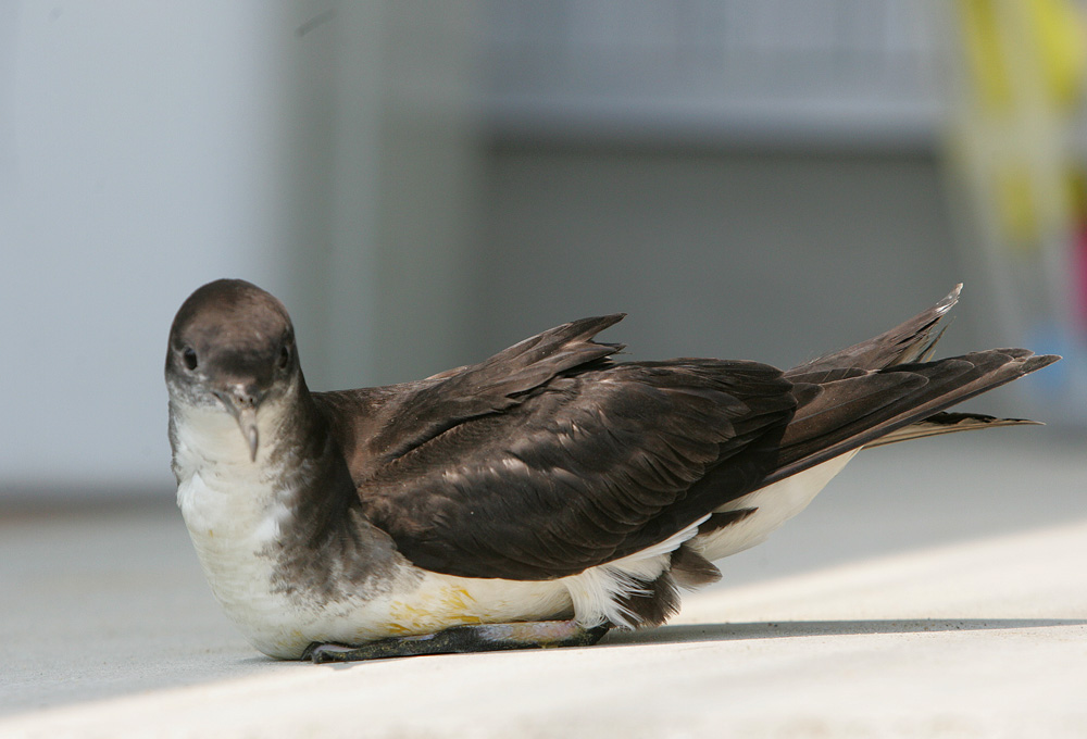 セグロミズナギドリ Puffinus lherminieri_f0161823_1641486.jpg