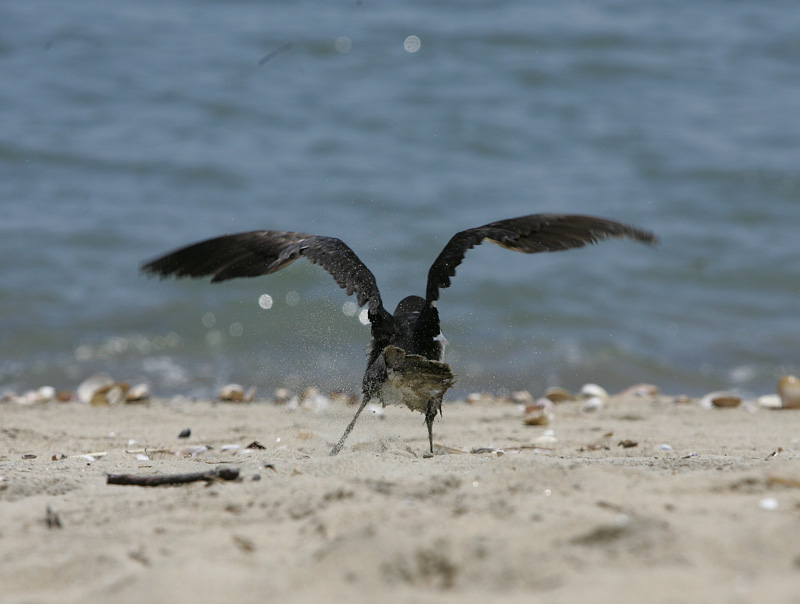 セグロミズナギドリ Puffinus lherminieri_f0161823_1784785.jpg