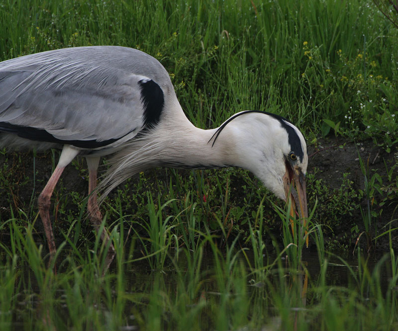 アオサギとウナギ Ardea cinerea_f0161823_1803835.jpg