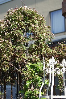 f0170524_1031217.jpg