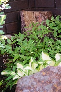 f0170524_1042122.jpg