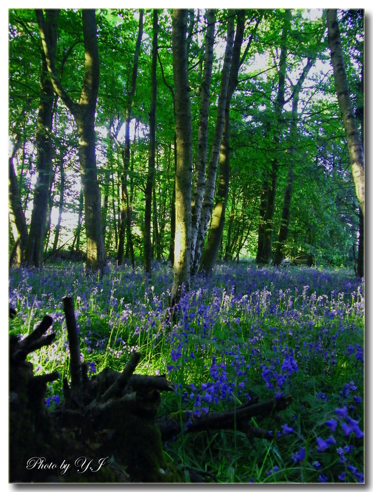 ブルーベルの森へ 英国つぶやき花生活