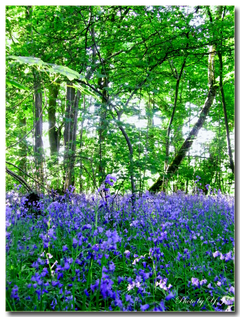 ブルーベルの森へ 英国つぶやき花生活