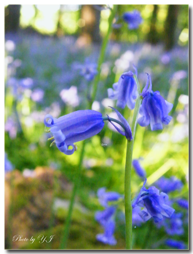 ブルーベルの森へ 英国つぶやき花生活