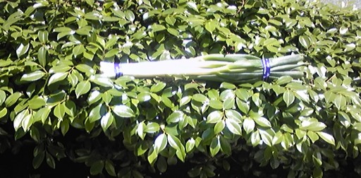 c0109726_1229282.jpg