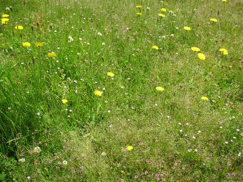 『野の花』_b0084540_18234539.jpg