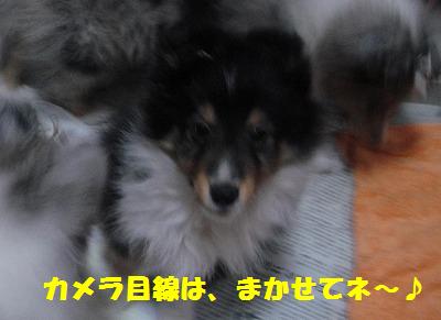 シャンプーランチパーティ_e0195743_21584126.jpg