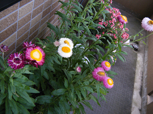 b0088444_21135537.jpg