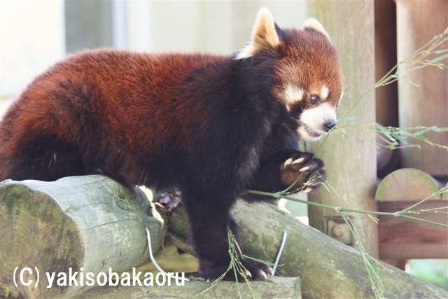 シセンレッサーパンダ（三島市楽寿園どうぶつ広場）_f0097047_1103484.jpg