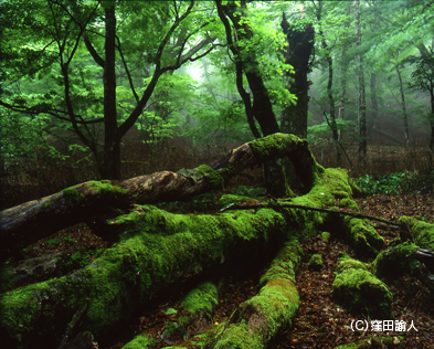 「森の呼ぶ声:『風景写真』編集長・石川薫プロデュース4人展 」大阪展・京都展_c0142549_10353929.jpg