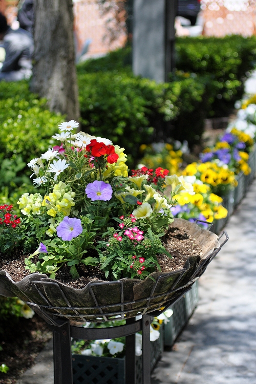 ながの花フェスタより花写真_c0198351_20343246.jpg