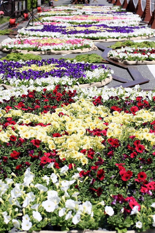 ながの花フェスタより花写真_c0198351_20344997.jpg