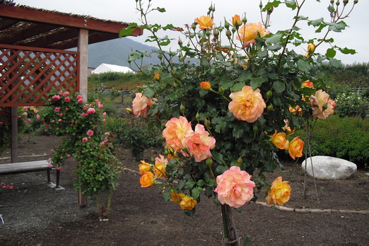 薔薇公園　一週目_e0169952_17384143.jpg