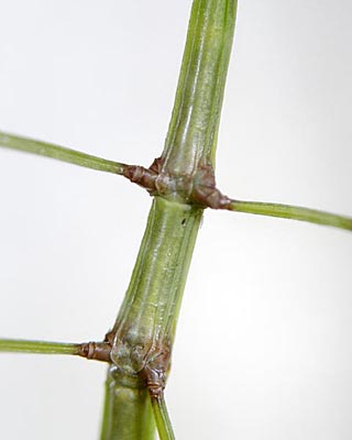 e0035757_1841341.jpg