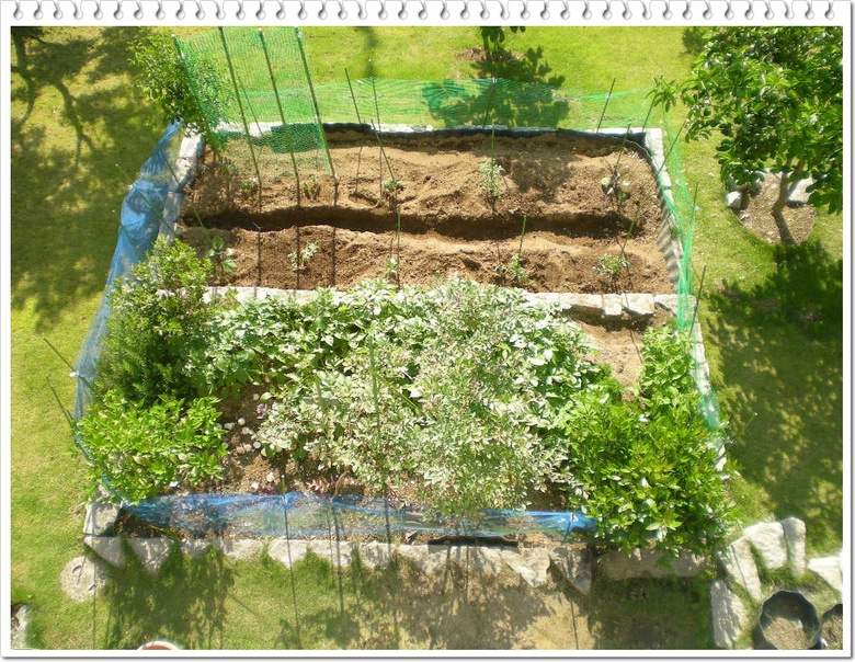 2010年6月4日(金)らっきょう漬けたよ~!_f0060461_8135079.jpg