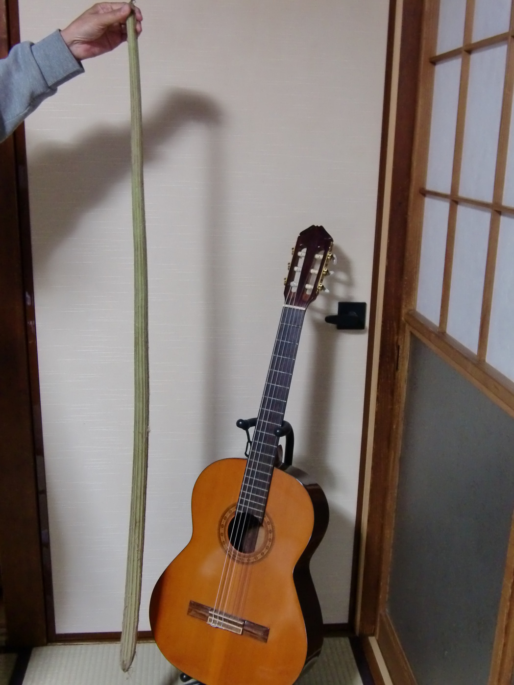 誕生日の花 2月16日 22日 花言葉 spiritual life with flowers 誕生日の花 2月16日 22日 花言葉 spiritual life with flowers