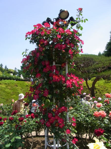 旧古河庭園のバラ～その1_e0153367_10304815.jpg