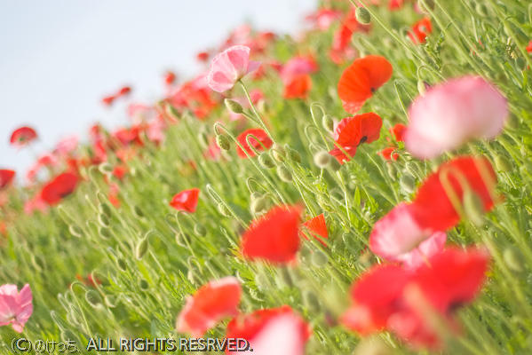 昭和記念公園お散歩スナップ～smc PENTAX-M  50mm F1.7編～その１_b0136768_12473419.jpg