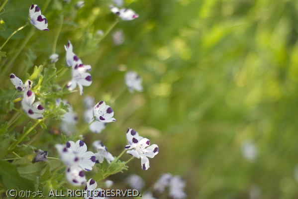 昭和記念公園お散歩スナップ～smc PENTAX-M  50mm F1.7編～その１_b0136768_12474139.jpg