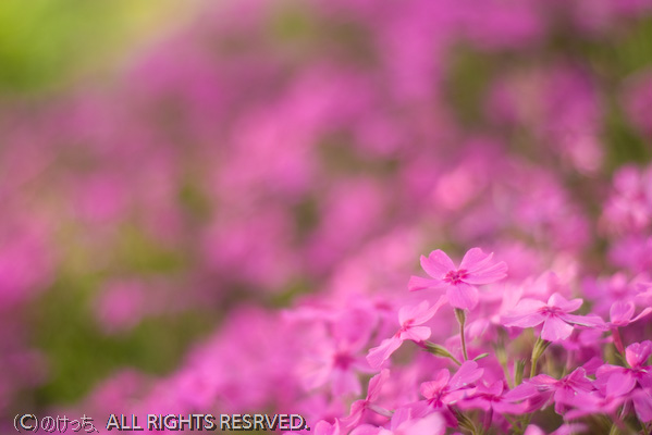 昭和記念公園お散歩スナップ～smc PENTAX-M  50mm F1.7編～その１_b0136768_12483532.jpg