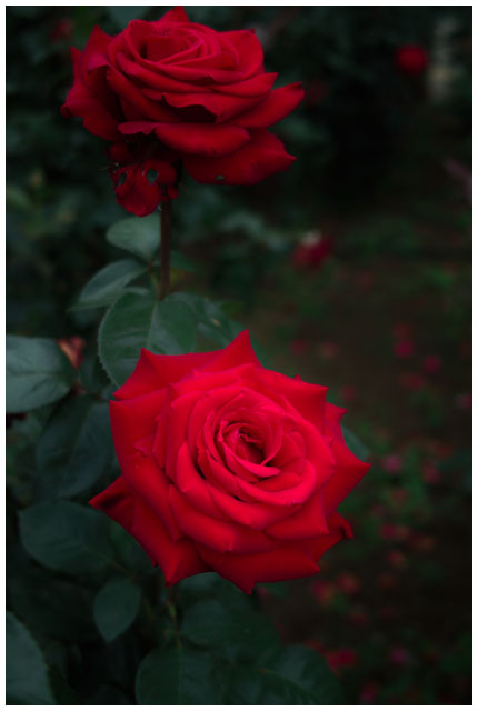 今年の薔薇（２）_d0033274_22485586.jpg