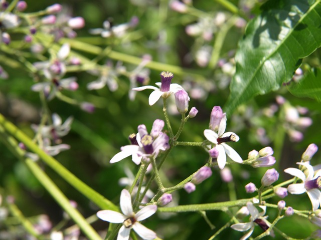 『涼しげな花・栴檀(センダン)』_d0054276_196062.jpg