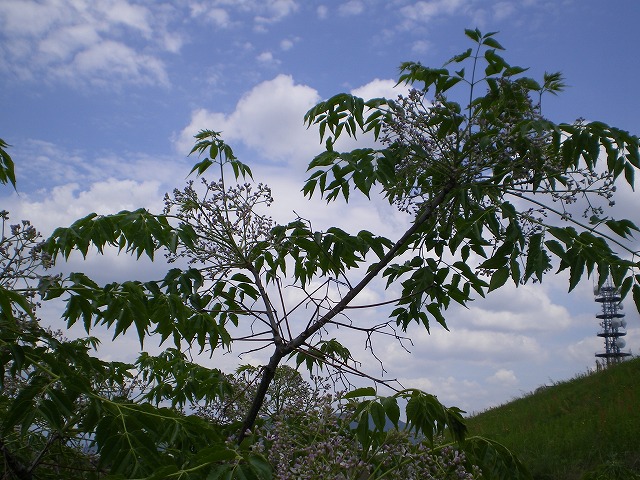 『涼しげな花・栴檀(センダン)』_d0054276_1965540.jpg