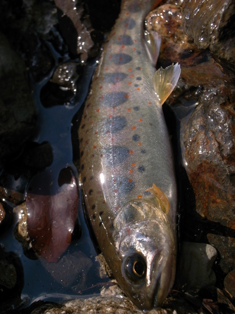 e0129083_1922870.jpg
