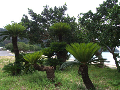 e0028387_0232062.jpg