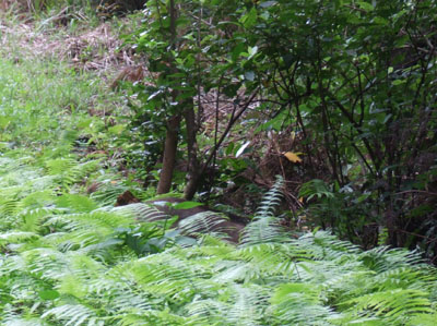 e0028387_0354350.jpg