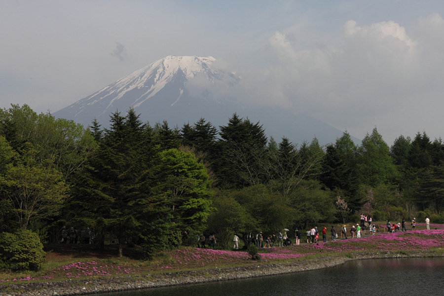 10.05.22：山中湖花の都公園、忍野八海、本栖湖リゾートの芝桜６_c0007190_19195130.jpg