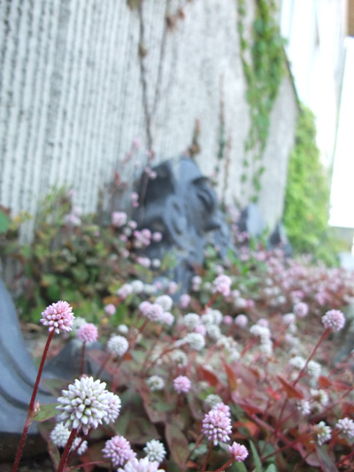 古木里庫の外壁+小さな小花たち_b0186205_023049.jpg