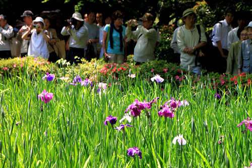 平安神宮の花_e0048413_1720376.jpg