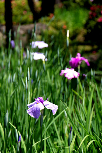 平安神宮の花_e0048413_17205514.jpg