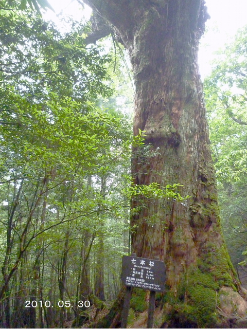 個人山行　宮之浦岳　開聞岳　韓国岳　ＮＯ５_d0170615_1958404.jpg