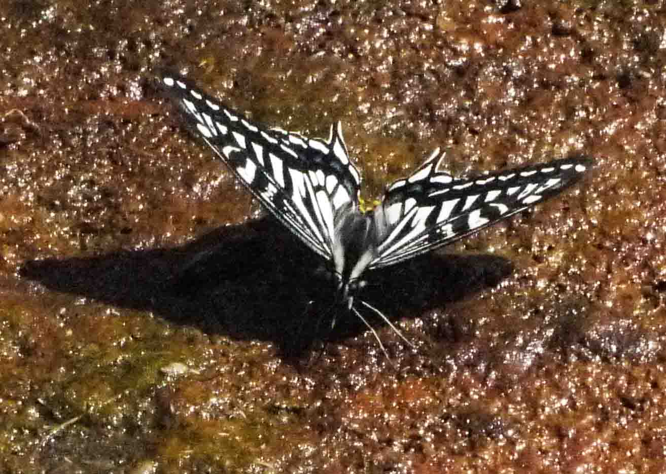 d0156718_20324844.jpg