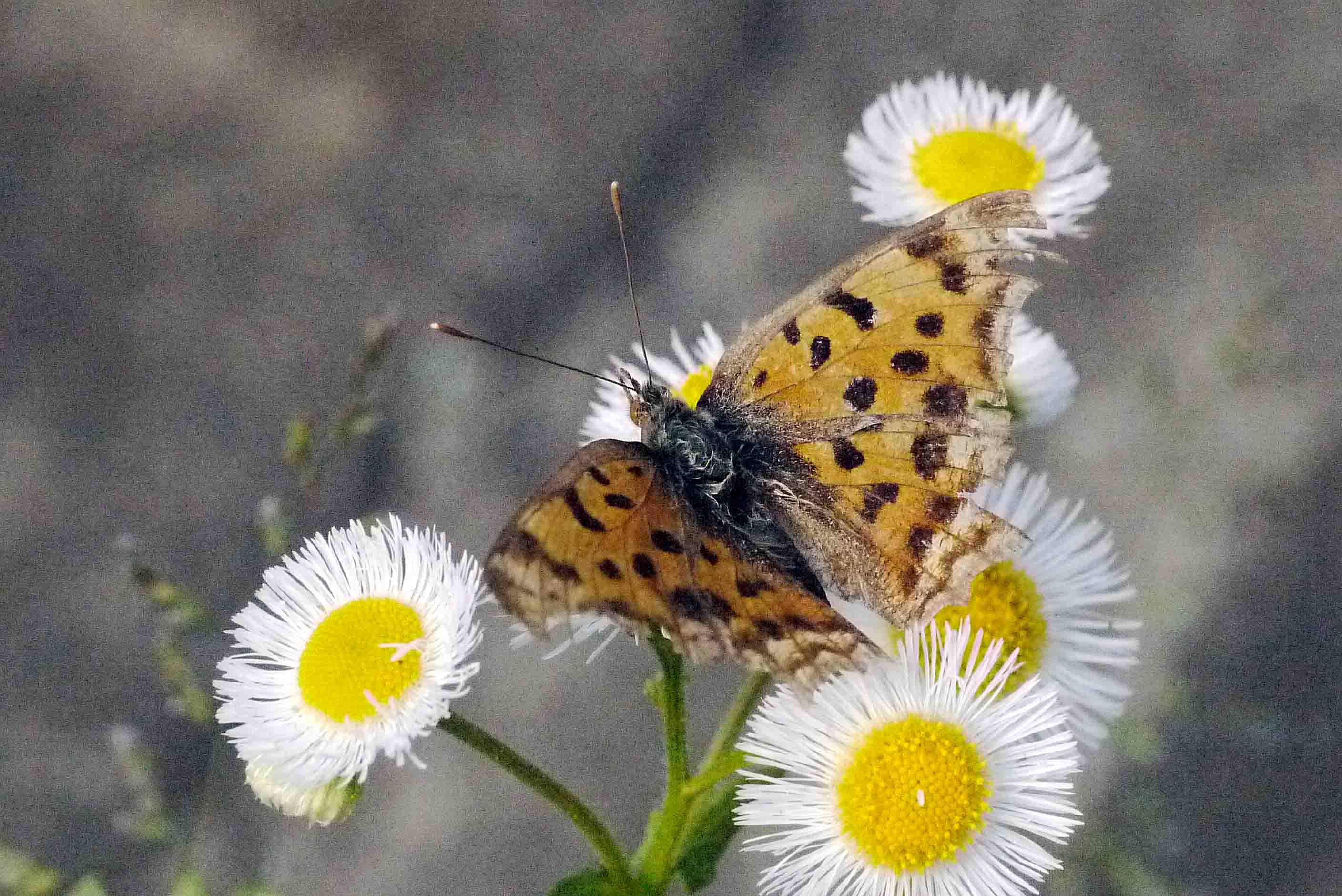 d0156718_20395452.jpg
