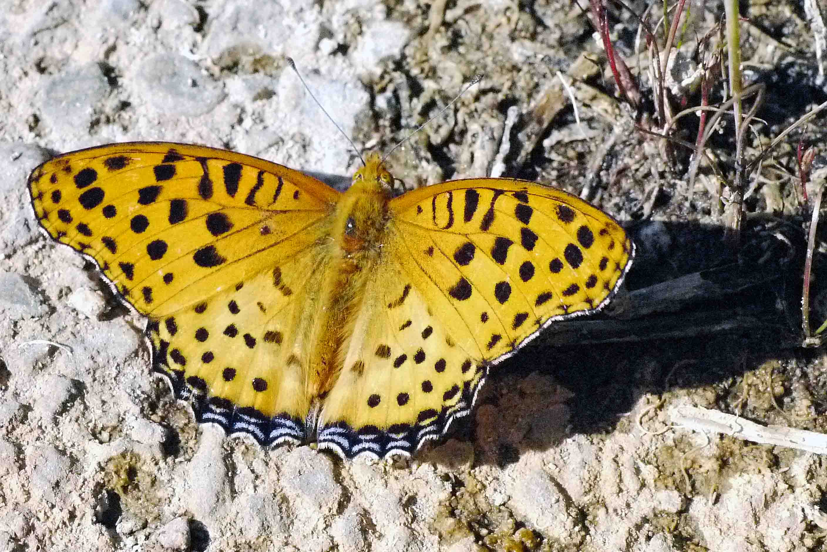 大正川の畔/生命の輝き　　　カメラは視た（５）　_d0156718_20432176.jpg