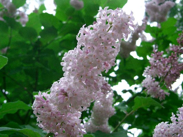 立丁香花 タチハシドイ めずらしい花