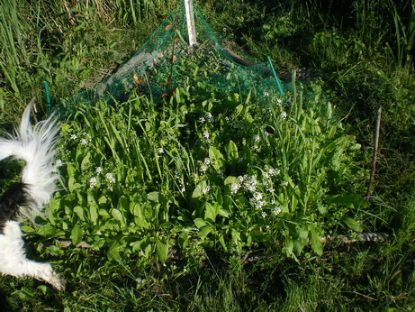 c0124619_4581212.jpg