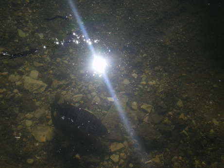 c0124619_505552.jpg