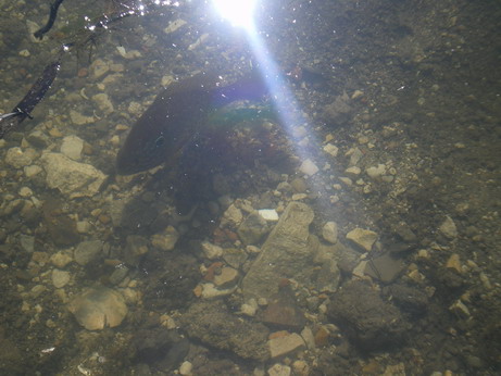 c0124619_51185.jpg