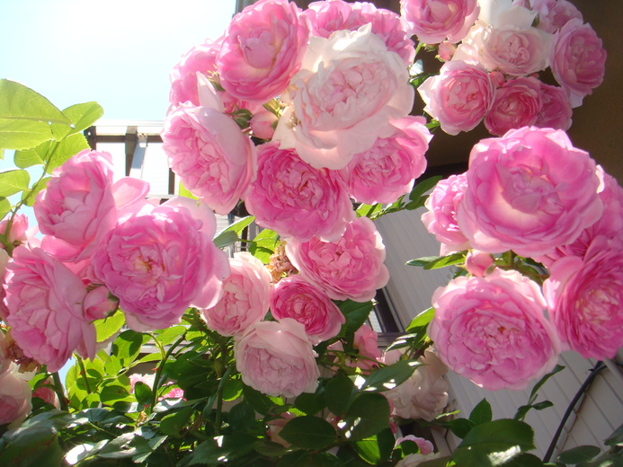 ジャスミーナ 薔薇と色々な事 ジャスミーナ 薔薇と色々な事
