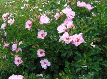 f0128723_22512574.jpg