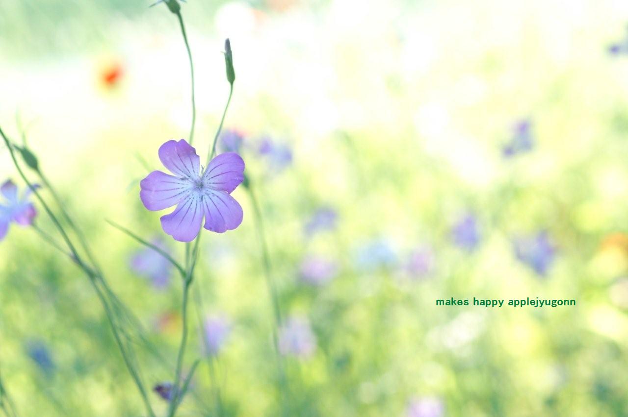 好きな花たち。_e0165434_22304148.jpg