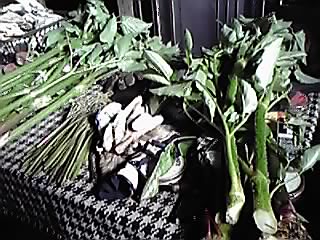 山菜採り_e0145441_2325849.jpg