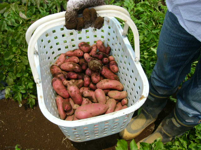 赤ジャガイモ　ノーザンルビーの収穫_c0222448_129289.jpg