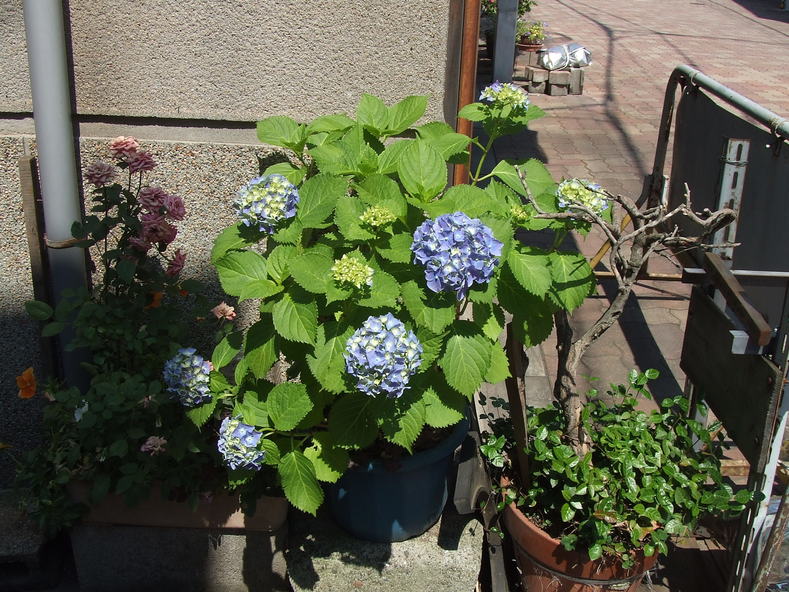 e0046748_15152629.jpg