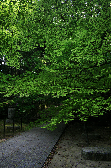 緑の光明寺（粟生光明寺）_f0155048_0385439.jpg